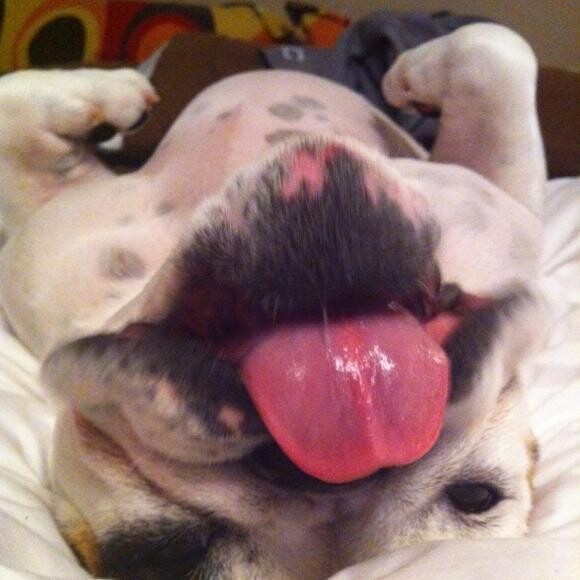 Oli's sister, Talulabel, has had stomach issues since she was a puppy.