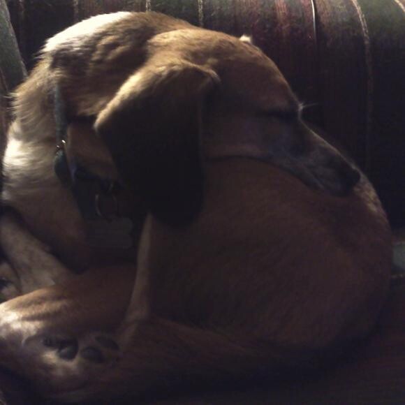 Daisy looking like a Popple stuffed animal.