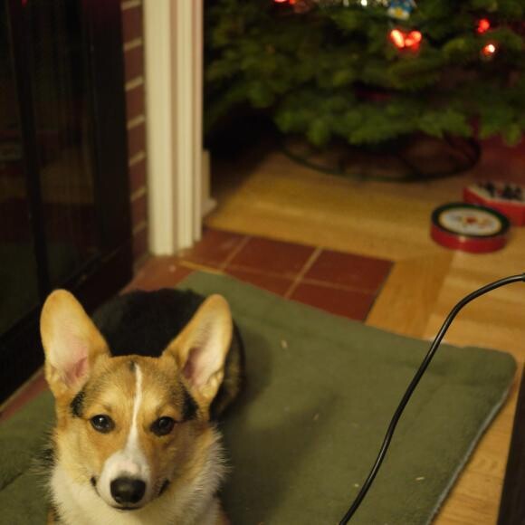 Titan the might corgisaur!