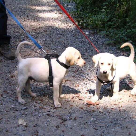 Yuba at 9 Wks old nStaring at his brother Gridley