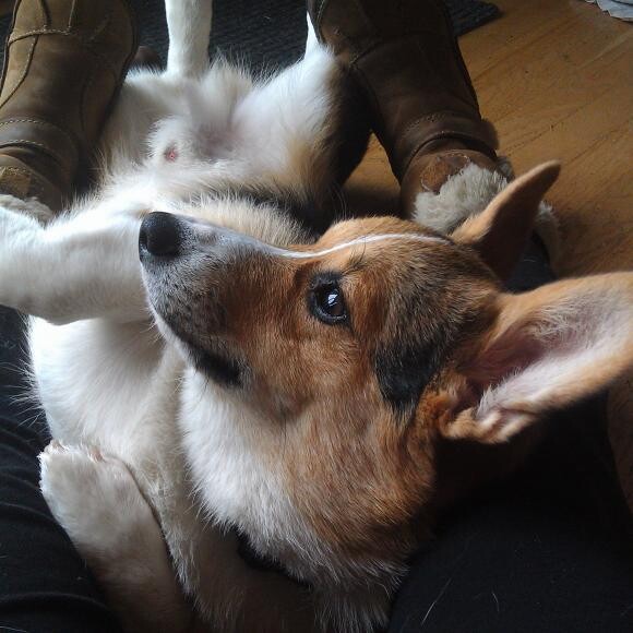 Titan (8 months old)