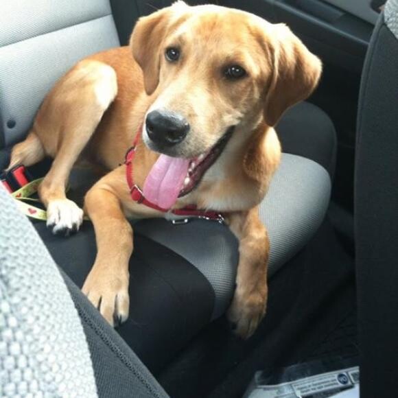 Hulk is a sweet golden/hound mix who we adopted at 9 weeks old from the SPCA.