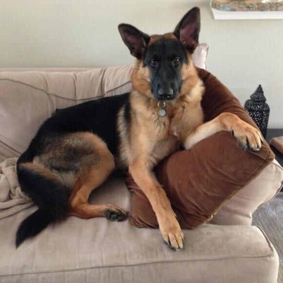 Stealing my spot on the couch