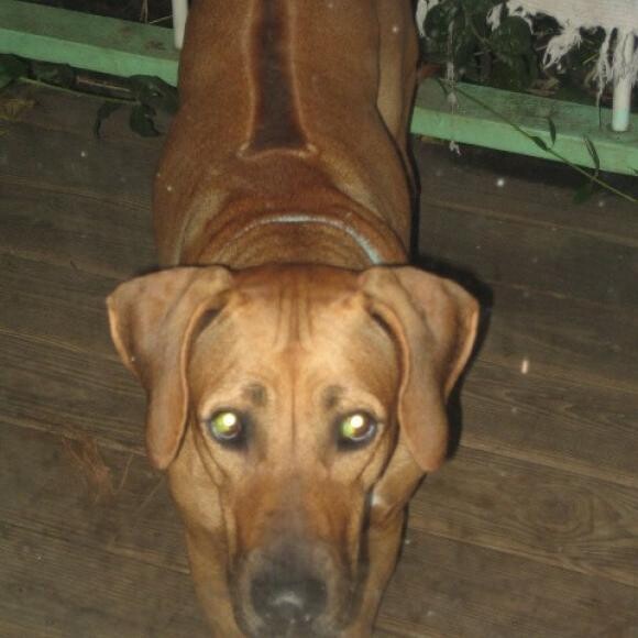 Akela