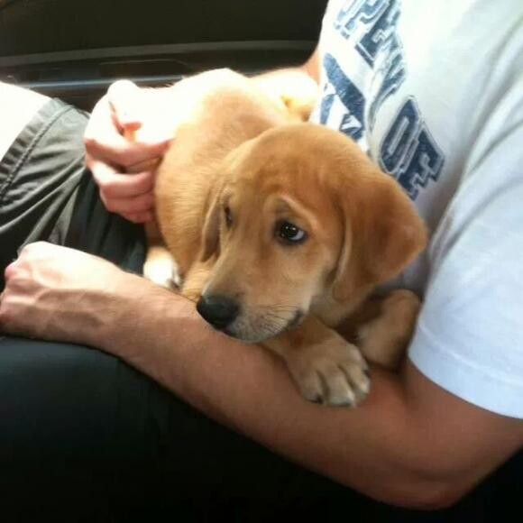 Hulk on the way home from SPCA.