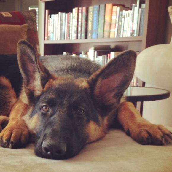 About 6 months old
