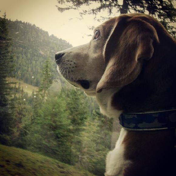 Yogi in Austria