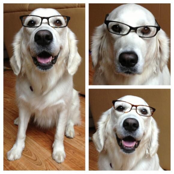 Smart dog
