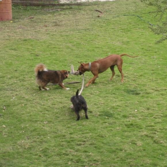 My 3 dogs playing.