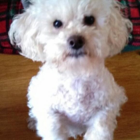 Our Willie, adopted from Small Paws Rescue