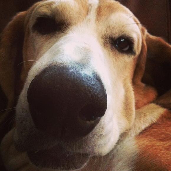 Marlo's Healing Journey: Skin Allergies and Yeast