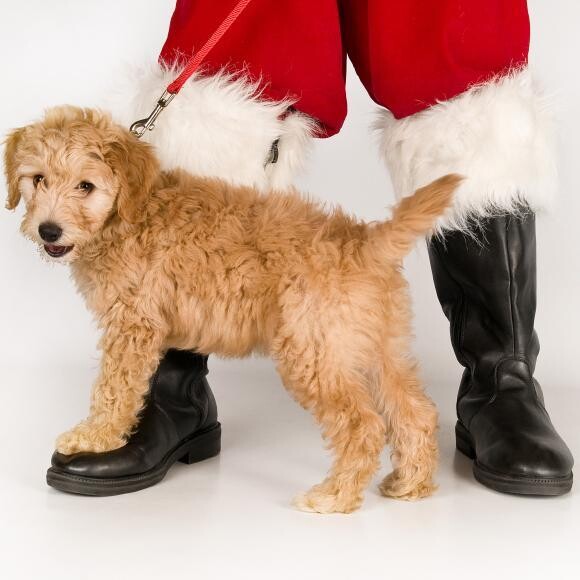 Sunny's First Christmas - 2012