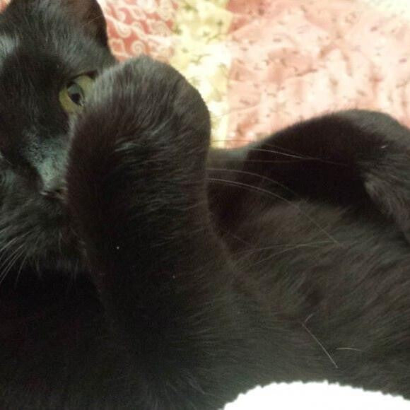 Bongo, impersonating an otter
