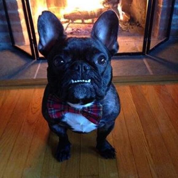 All decked out for Christmas..