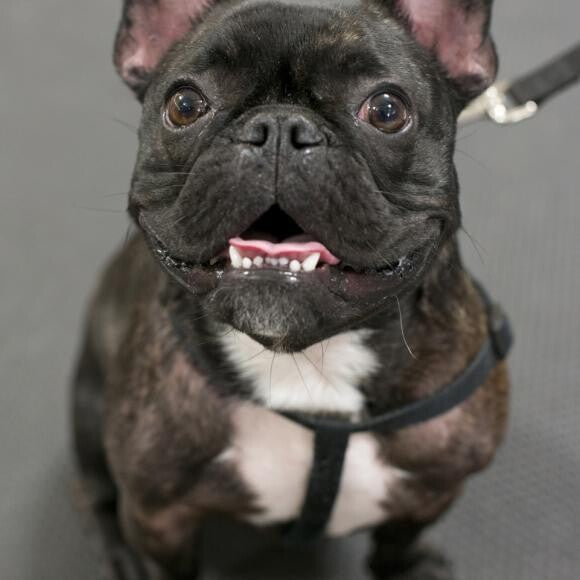 Archie