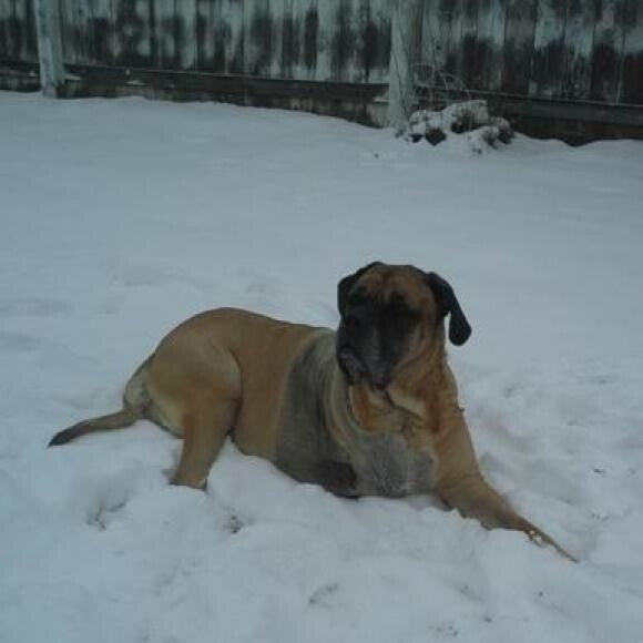 My happy tripawd girl loving the new snow.