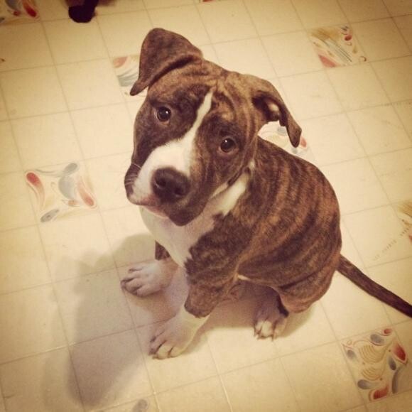 Phoenix Armani, the 6month old Pit Pup