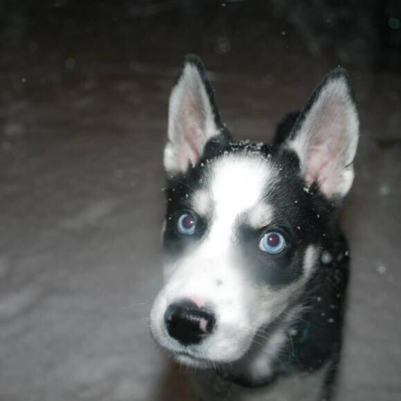 Neko, enjoying the snow!