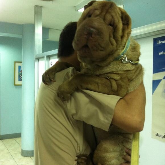 I'm too much of a diva to step on the scale at the vet. I must be carried.