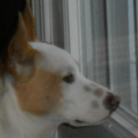 Aris , contemplating the squirrels!