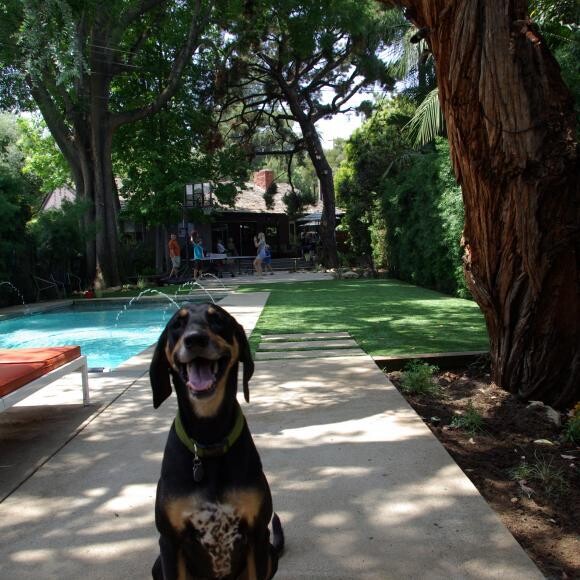 Rufus