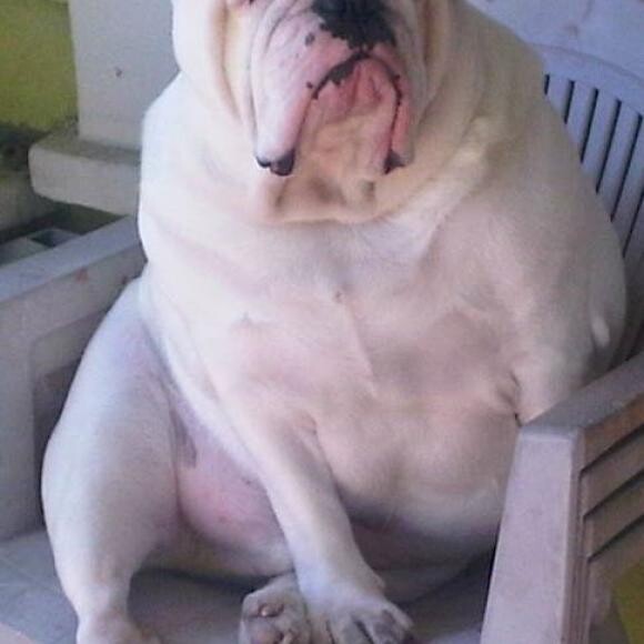 Jumbo on his chair