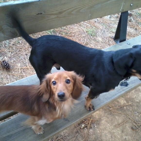 Milo and his big brother buddy hanging out at the park
