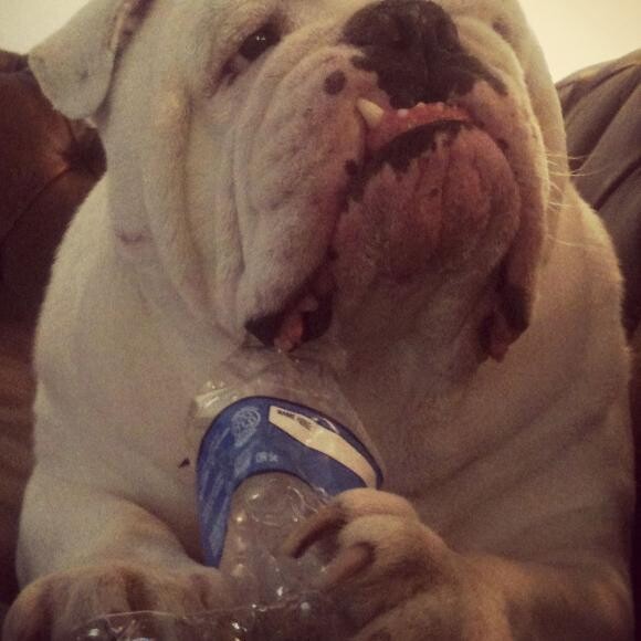 Jumbo chompin' a bottle