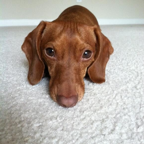 Our handsome boy, Caesar!