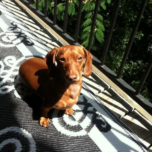 Caesar soaking up some rays.