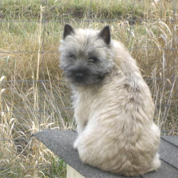 Tweedisle Myrtle Berry - an import from Tweedisle Kennel in the UK