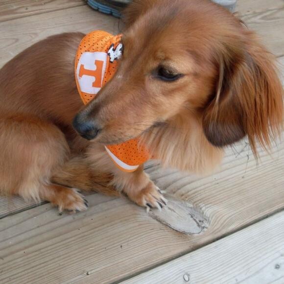 Milo all ready for the big game!