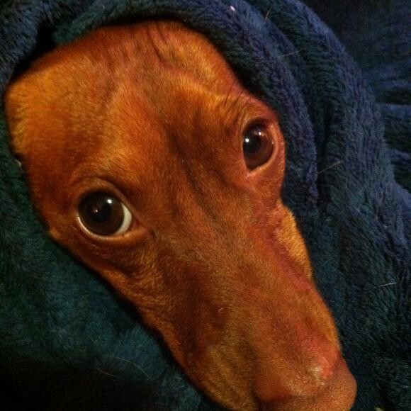 Snug as a bug!