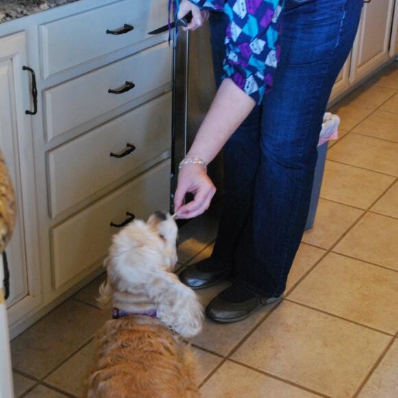 Cookie Please
