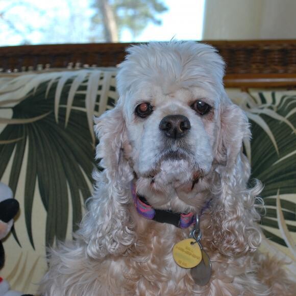 Sassy says this is my chair!!!