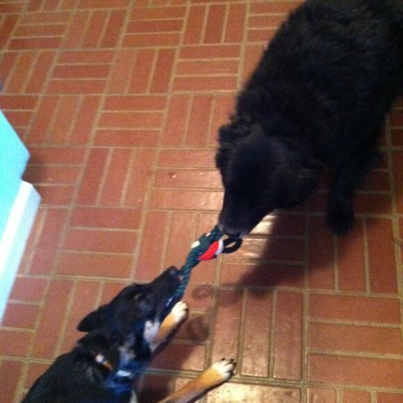 Edith Ann and Vladi playing tuggies.