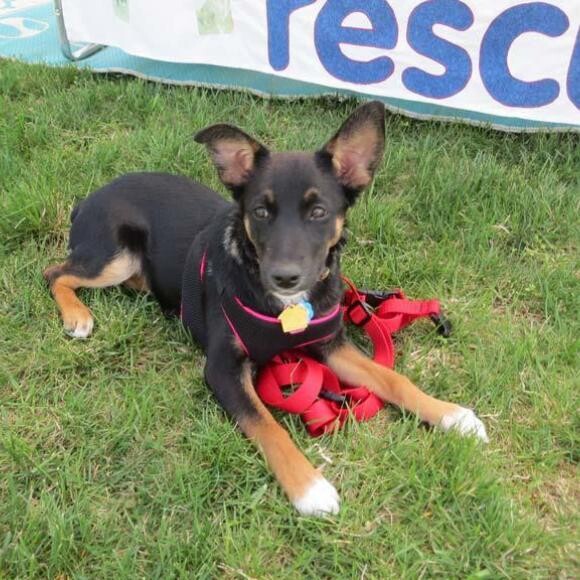 Edith Ann at 4.5 months old helping me with an Aussie rescue fundraiser booth.