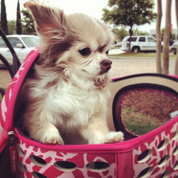 Lunch Break at Whole Foods (prior to accident)