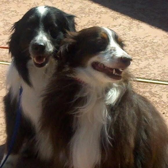The Wallace Brothers nBailey & Dug
