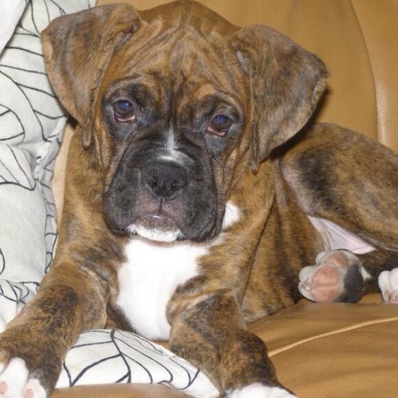 Baby Finn