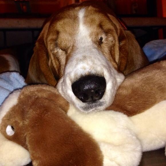 Presley (named because she ain't nuthin' but a hound dog.)
