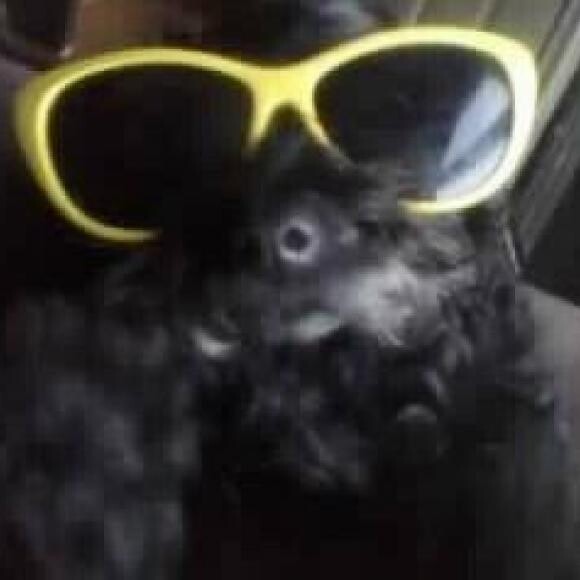 Wiggles keeping cool from the sun in her bright sunnies!