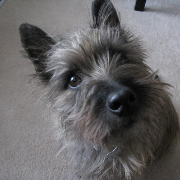 Angus