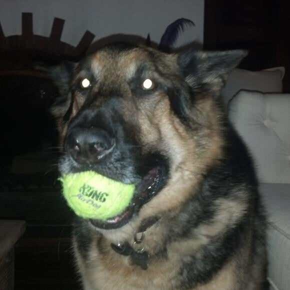 Thanks to The Honest Kitchen I can comfortably chew on my tennis ball.