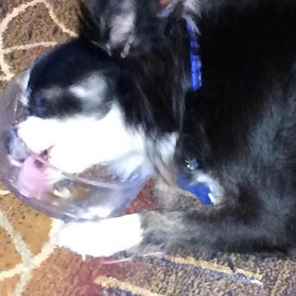 Scout savoring every last bit of Zeal!