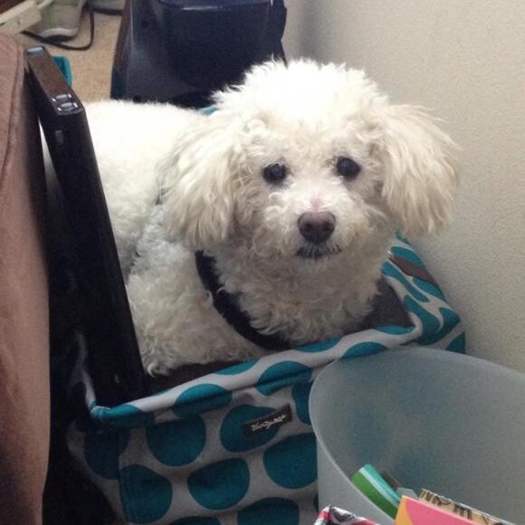 Fonzie climbing into my tote bag to tell me it's time for his dinner!
