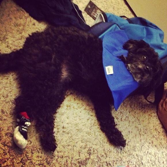 BEFORE: cone of shame to prevent chewing; sock to prevent scratching. She's fat.