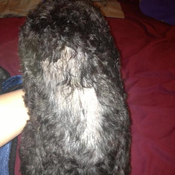 Hot spot & hair loss from chewing.Redness & scabs cant be seen well due to flash
