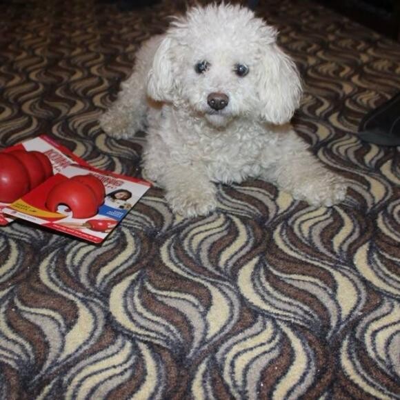 After! Fonzie is a pawlanthropist. He donated two large Kongs for foster dogs.