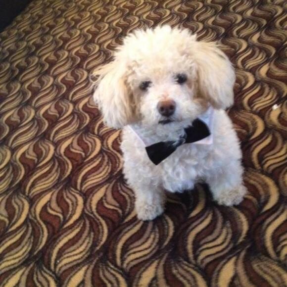 Fonzie looking dapper at a fundraising event for Coco's Heart Dog Rescue.